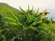 Al Rifugio Capanna 2000 da Alpe Arera ad anello-1GIUGNO25: splendide fioriture !- FOTOGALLERY